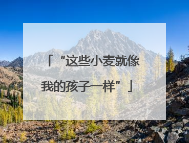“这些小麦就像我的孩子一样”