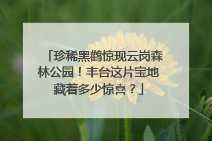 珍稀黑鹳惊现云岗森林公园！丰台这片宝地藏着多少惊喜？