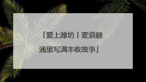 爱上潍坊丨麦浪翻涌里写满丰收故事