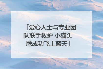 爱心人士与专业团队联手救护 小猫头鹰成功飞上蓝天