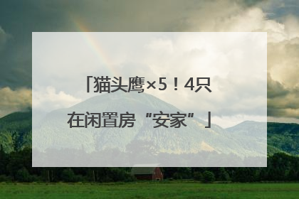 猫头鹰×5！4只在闲置房“安家”