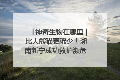 神奇生物在哪里｜比大熊猫更稀少！湖南新宁成功救护濒危鸟类海南鳽