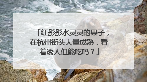 红彤彤水灵灵的果子，在杭州街头大量成熟，看着诱人但能吃吗？