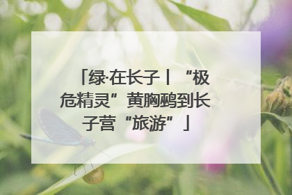 绿·在长子丨“极危精灵”黄胸鹀到长子营“旅游”