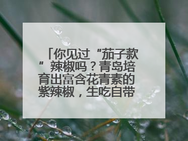 你见过“茄子款”辣椒吗？青岛培育出富含花青素的紫辣椒，生吃自带水果甜