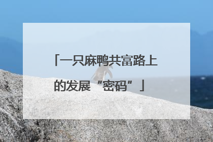 一只麻鸭共富路上的发展“密码”