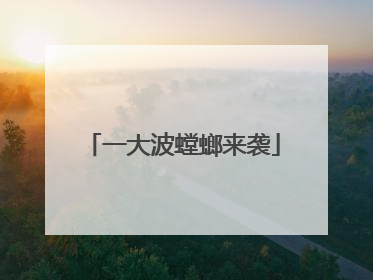一大波螳螂来袭