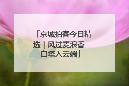 京城拍客今日精选｜风过麦浪香 白塔入云端