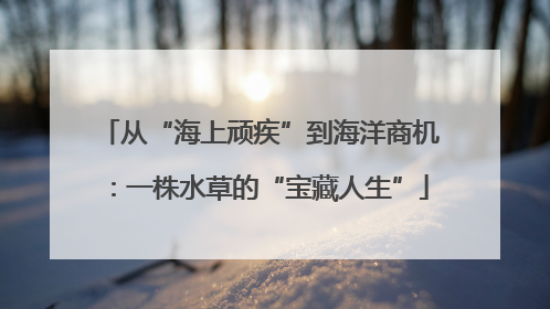 从“海上顽疾”到海洋商机：一株水草的“宝藏人生”