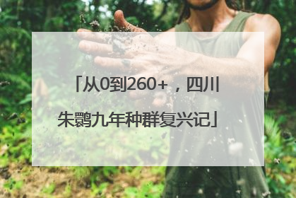 从0到260+，四川朱鹮九年种群复兴记