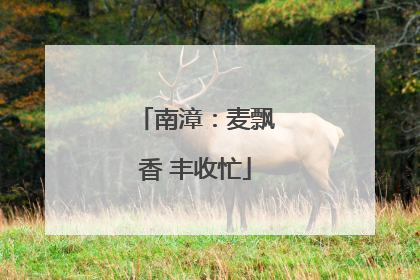 南漳：麦飘香 丰收忙
