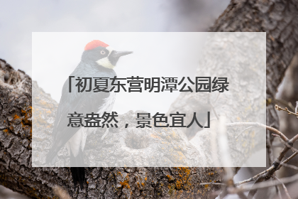 初夏东营明潭公园绿意盎然，景色宜人