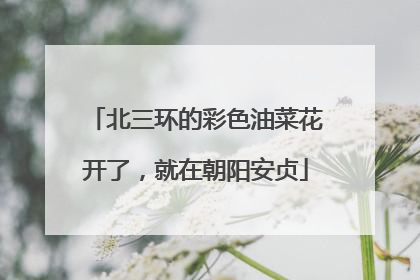 北三环的彩色油菜花开了，就在朝阳安贞