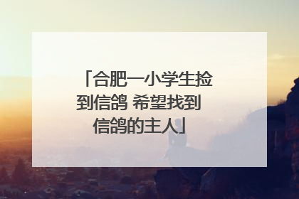 合肥一小学生捡到信鸽 希望找到信鸽的主人
