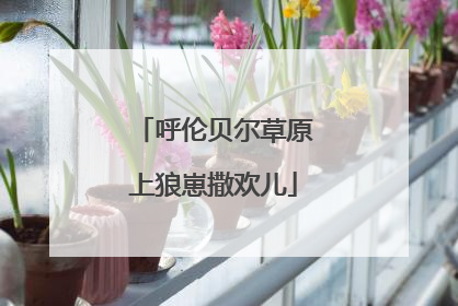 呼伦贝尔草原上狼崽撒欢儿