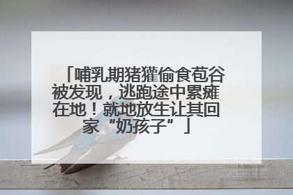 哺乳期猪獾偷食苞谷被发现，逃跑途中累瘫在地！就地放生让其回家“奶孩子”