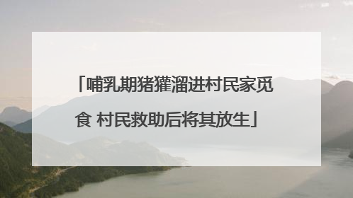 哺乳期猪獾溜进村民家觅食 村民救助后将其放生