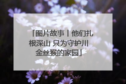 图片故事丨他们扎根深山 只为守护川金丝猴的家园