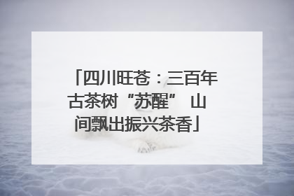 四川旺苍：三百年古茶树“苏醒” 山间飘出振兴茶香