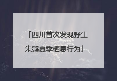 四川首次发现野生朱鹮夏季栖息行为