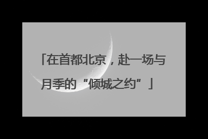 在首都北京，赴一场与月季的“倾城之约”