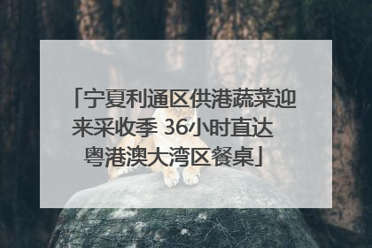 宁夏利通区供港蔬菜迎来采收季 36小时直达粤港澳大湾区餐桌