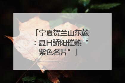宁夏贺兰山东麓：夏日骄阳催熟“紫色名片”