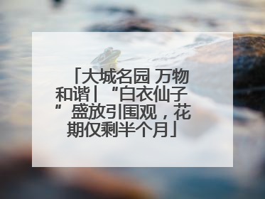 大城名园 万物和谐│“白衣仙子”盛放引围观，花期仅剩半个月