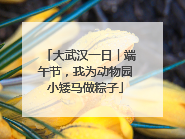 大武汉一日丨端午节，我为动物园小矮马做粽子