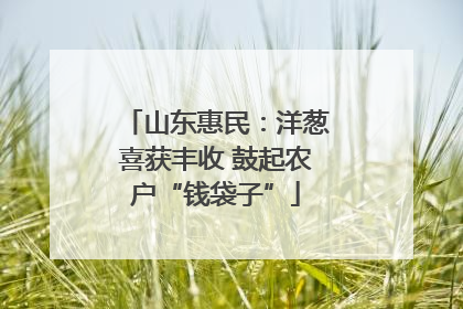 山东惠民：洋葱喜获丰收 鼓起农户“钱袋子”