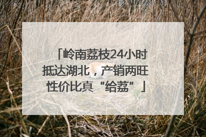 岭南荔枝24小时抵达湖北，产销两旺性价比真“给荔”