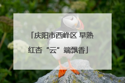 庆阳市西峰区 早熟红杏“云”端飘香