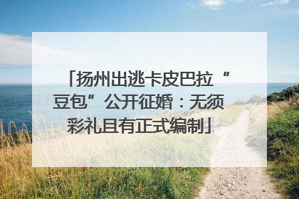 扬州出逃卡皮巴拉“豆包”公开征婚：无须彩礼且有正式编制
