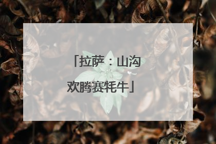 拉萨：山沟欢腾赛牦牛