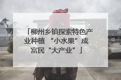 柳州乡镇探索特色产业种植 “小水果”成富民“大产业”