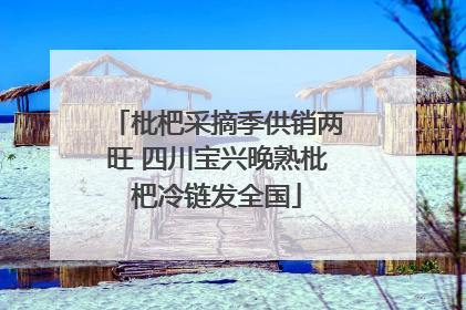 枇杷采摘季供销两旺 四川宝兴晚熟枇杷冷链发全国