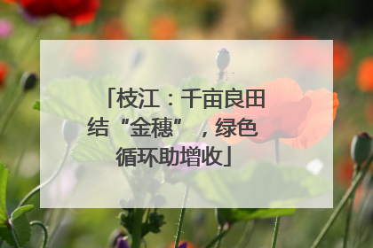 枝江：千亩良田结“金穗”，绿色循环助增收