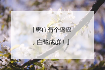 枣庄有个鸟岛，白鹭成群！