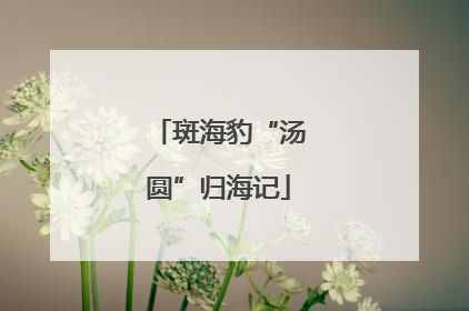 斑海豹“汤圆”归海记