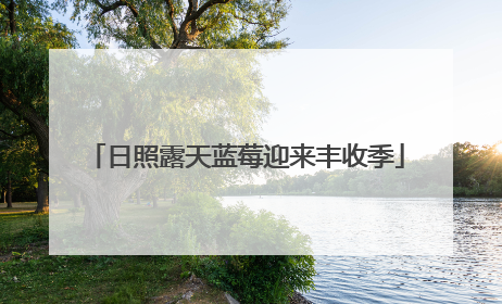 日照露天蓝莓迎来丰收季