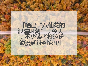 晒出“八仙花的浪漫时刻”，今天，不少读者将这份浪漫延续到家里