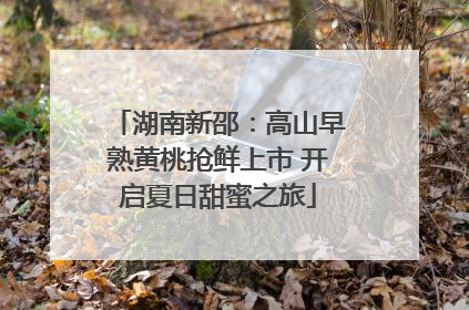 湖南新邵：高山早熟黄桃抢鲜上市 开启夏日甜蜜之旅