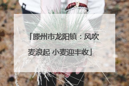 滕州市龙阳镇：风吹麦浪起 小麦迎丰收