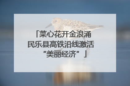 菜心花开金浪涌 民乐县高铁沿线激活“美丽经济”