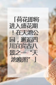 荷花即将进入盛花期！在天池公园，邂逅四川宜宾古八景之一“天池晚照”