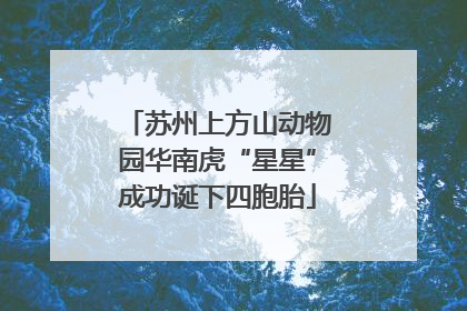 苏州上方山动物园华南虎“星星”成功诞下四胞胎