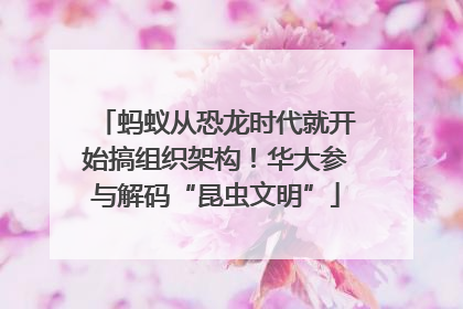 蚂蚁从恐龙时代就开始搞组织架构！华大参与解码“昆虫文明”