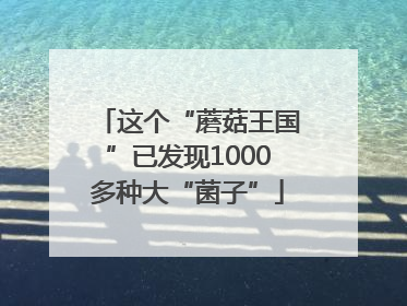 这个“蘑菇王国”已发现1000多种大“菌子”