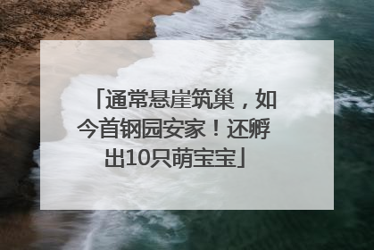 通常悬崖筑巢，如今首钢园安家！还孵出10只萌宝宝