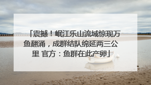 震撼！岷江乐山流域惊现万鱼翻涌，成群结队绵延两三公里 官方：鱼群在此产卵